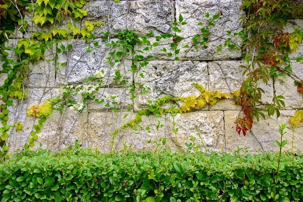 Stenen muur met planten — Stockfoto