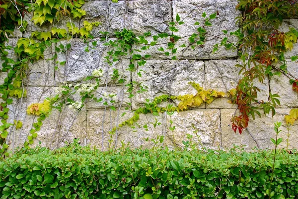 Steinmauer mit Pflanzen — Stockfoto © aruba2000 56829217