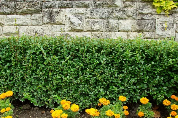 Каменная стена с растениями — стоковое фото