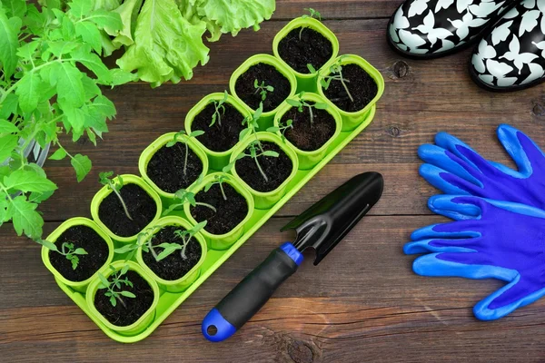 Growing Tomato Seedlings Concept — Stock Photo, Image