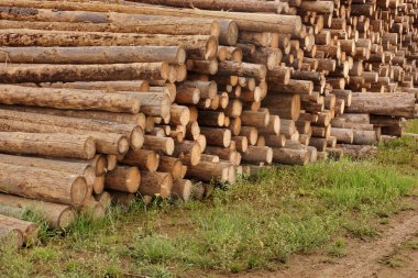 Large Wood Pile Of Logs clipart