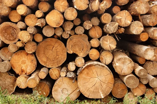 Holzstapel aus großen Rundhölzern für die Forstwirtschaft — Stockfoto