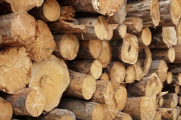 Holzstapel aus großen Rundhölzern für die Forstwirtschaft — Stockfoto