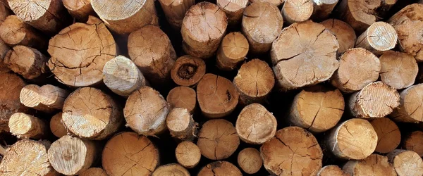 Pila de madera de troncos grandes para la industria forestal — Foto de Stock