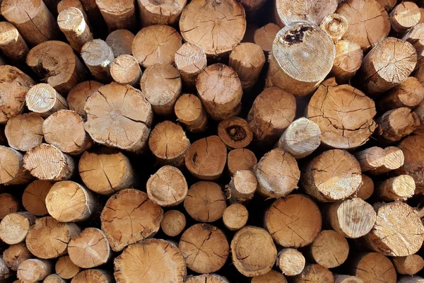 Houtstapel van grote logboeken voor bosbouw — Stockfoto