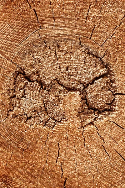 Old Tree Trunk Cross Section Detail Background Texture — Stock Photo, Image