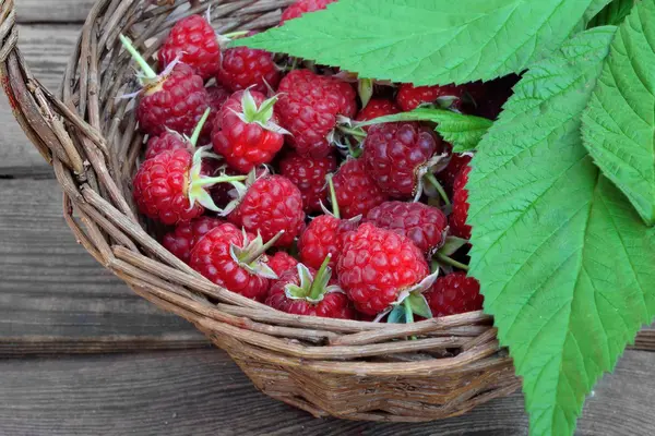 Many Ripe Raspberries With Leafs In Vintage Wicker Basket — Stock Photo, Image