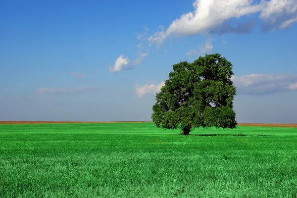 Single Old Tall Oak Tree On The Summer Field — Stock Photo, Image