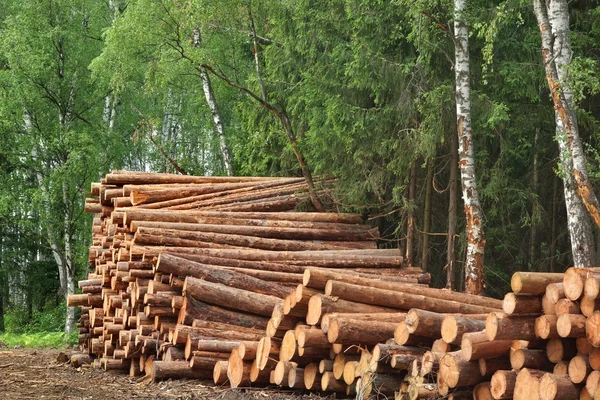 Vedbacken från sågad fura och Gran loggar för skogsindustrin — Stockfoto