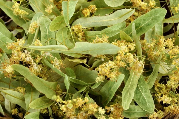 Europa del Este Hojas de tilo Flor y frutas aisladas — Foto de Stock