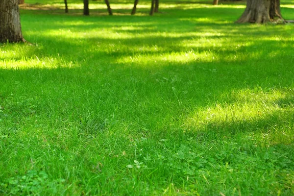 Parque público gramado fresco com luz solar da manhã em perspectiva — Fotografia de Stock