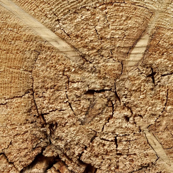 Pine Wood Tree Trunk Cross Section Texture Close Up — Stock Photo, Image