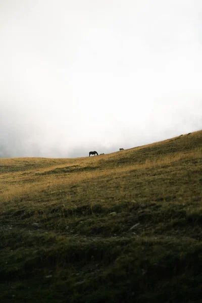 Sisli Bir Günbatımında Tarlada Otlayan Bir Atın Silueti — Stok fotoğraf