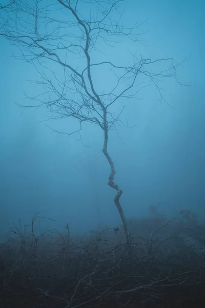 Самотнє Тонке Дерево Листя Спустошеному Туманному Полі — стокове фото