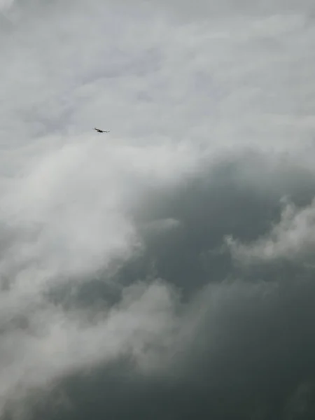 Águia Voando Céu Escuro Nublado — Fotografia de Stock