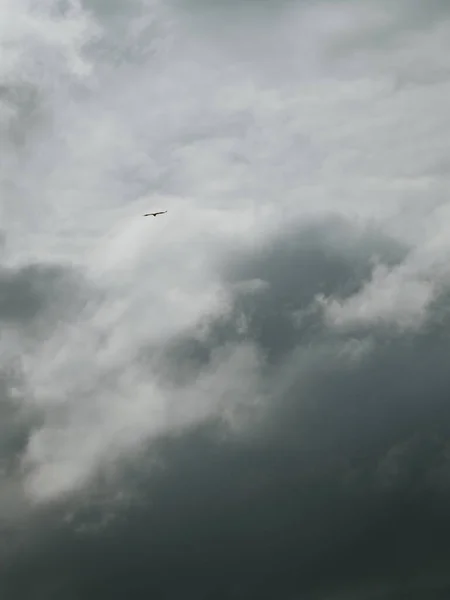 Kartal kara bulutlu gökyüzünde uçuyor