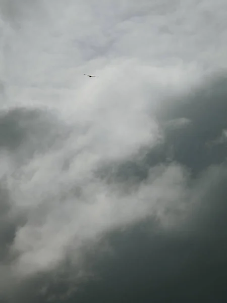 Águia Voando Céu Escuro Nublado — Fotografia de Stock