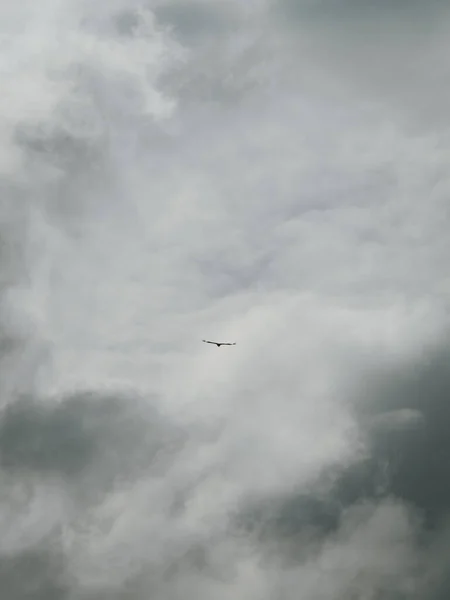 Águia Voando Céu Escuro Nublado — Fotografia de Stock