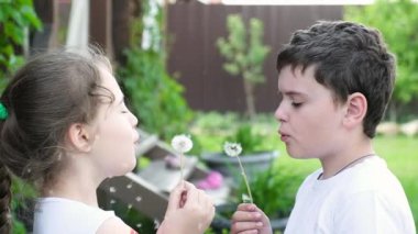 Küçük neşeli bir kız ve beyaz tatlı bir oğlan ellerinde olgun, beyaz bir karahindiba tutarak çiçeklere sert bir şekilde üflüyorlar. Olgun bir karahindibanın yakın çekimi