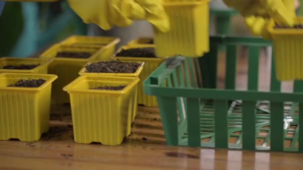 Landwirt Handschuhen Legt Mehrere Töpfe Mit Erdtorf Organischen Dünger Einen — Stockvideo