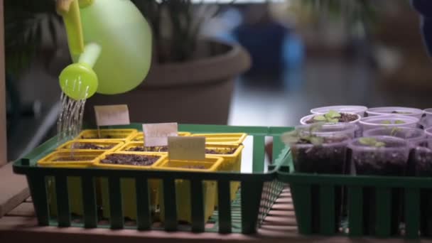 家庭の温室内の植物の世話 庭師は紫外線ランプの下の棚に若い花の芽の箱を置き 散水缶で植物に水をやる — ストック動画