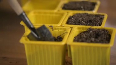 Eldivenli bahçıvan gübre ile toprağı plastik kaba döker. Baharda bitki tohumları ekmek için kutudan spatula ile birlikte. İlkbaharda çevre dostu çiftçilik. Bitkilerle ilgileniyorum. yakın plan