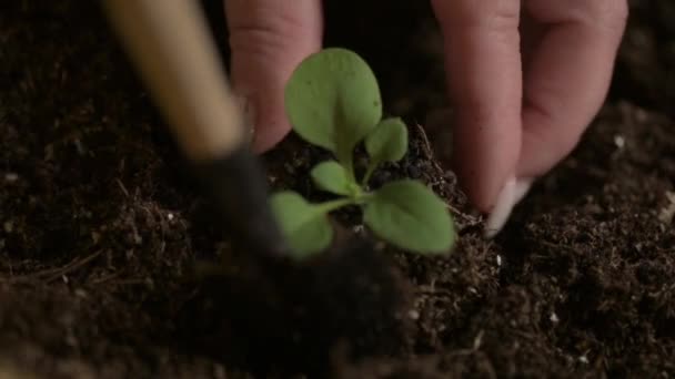 Jordbrukarens Trädgårdsmästare Gräver Hål Torvjorden Med Spatel Och Planterar Liten — Stockvideo