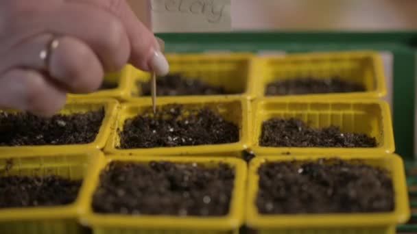 Ruce Zahradníka Zblízka Lepit Dřevěnou Ceduli Nápisem Celer Hrnci Půdou — Stock video
