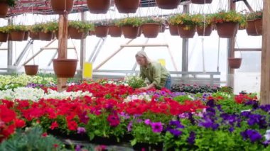 Seradaki kadın bahçıvan saksıda çiçek taşıyan çiçeklerin arasında yürüyor ve onları rafa koyuyor. Küçük bir çiçekçi dükkanı. Kadın çiftçi serada çalışıyor. Çiçek yetiştiriyor.
