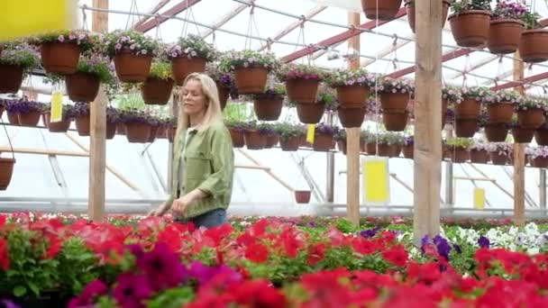 Дорослий Приваблива Жінка Садівник Йде Квітучих Квітів Стоять Рядами Яскравій — стокове відео