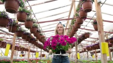 Hafif bir seradaki kadın bahçıvan çiçek dükkanında satılık bir kutuda çiçek tutan çiçek sıralarının arasında yürüyor. Ziraat alanındaki girişimci. Çiftçi serada çalışıyor.