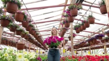 Mutlu kadın bahçıvan çiçekçi elinde çiçeklerle serada çiçekçi dükkanında satılık duruyor. Ziraat alanındaki girişimci. Kadın çiftçi serada çalışıyor. Çiçek yetiştiriyor.