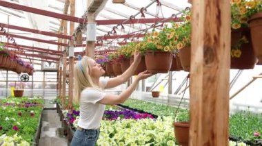 Genç bayan çiçekçi bir serada çalışıyor. Bir kadın bahçıvan diğer büyüyen bitkilerin yanında saksılardaki çiçeklerle ilgilenir ve onlarla ilgilenir.