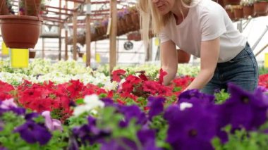 Çekici kadın bahçıvan çiçek açan çiçeklerin arasında botanik serasında çalışıyor. Çiçekçi saksıyı rafa koyar ve bitkiyi kontrol eder. Dişi bir çiçekçide satılık çiçek yetiştirir.