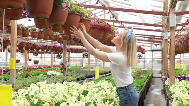 Çekici Kadın Bahçıvan Çiçek Sıraları Boyunca Yürür Olgunlaşmanın Doğruluğunu Kontrol — Stok video