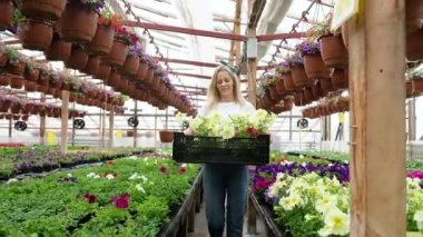 Kadın saksıların arasında yürüyor ve elinde bir kutu çiçek taşıyor. Bahçıvan serada çalışıyor. Çekici sarışın kadın çiçekçi dükkanı için bir serada çiçek yetiştiriyor..