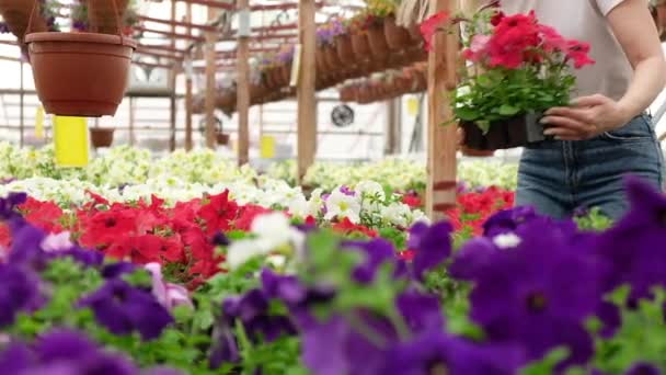 Kadın Bahçıvan Renkli Çiçeklerin Açtığı Bir Botanik Serasında Çalışıyor Çiçekçi — Stok video