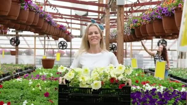Gardener Pracuje Skleníku Atraktivní Blondýna Žena Pěstuje Květiny Skleníku Pro — Stock video