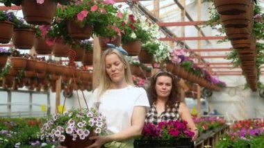 İki dişi çiftçi çiçek sıralarının arasında ellerinde saksılarla kameraya bakıp gülümsüyor. Kadın çiçekçi bir serada çalışıyor. Kadınlar çiçekçi dükkanı için serada çiçek yetiştirir..