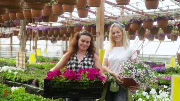 Två Glada Kvinnliga Blomsterhandlare Arbetar Växthus Kvinnor Odlar Blommor Växthus — Stockvideo