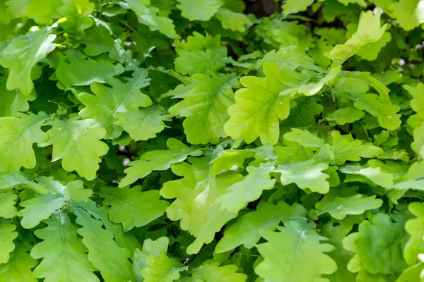 Meşe arka plan dokusu