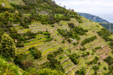 Corniglia
