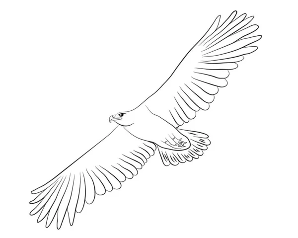 Desenhos Animados Voando Águia Selvagem Isolado Fundo Branco Ilustração Vetorial — Vetor de Stock