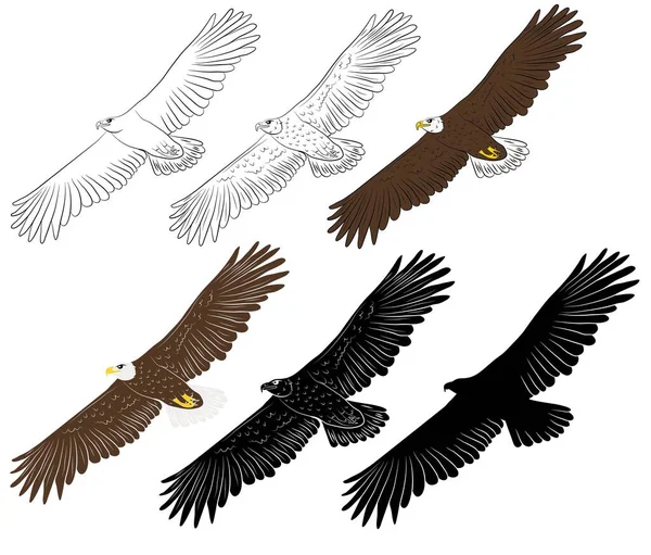 Conjunto Desenhos Animados Voando Águia Selvagem Isolado Fundo Branco Ilustração —  Vetores de Stock