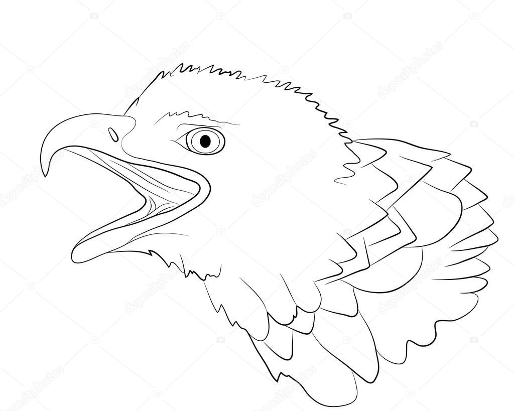Portrait of the head of a bald eagle in isolate on a white background. Vector illustration.