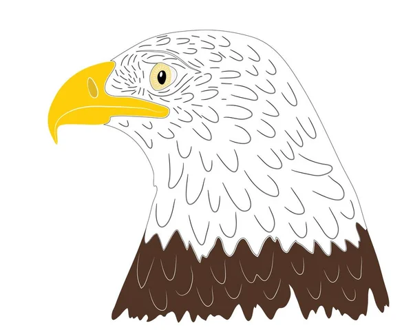 Portrait Head Bald Eagle Profile Isolate White Background Vector Illustration — Stock Vector