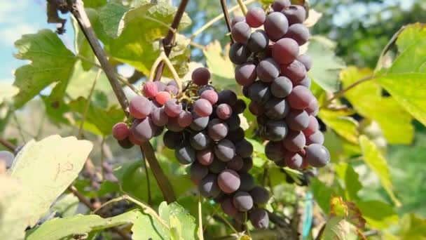 Racimos de vid en un cultivo de vino en la Toscana. Producción de vino biológica agrícola — Vídeos de Stock