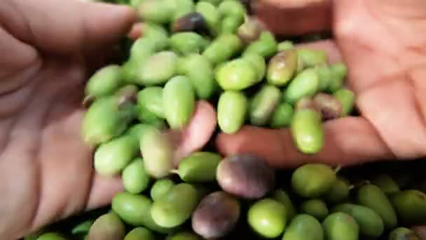 Man hand view while handle just harvested azeitonas italianas, produção de azeite extra virgem — Vídeo de Stock