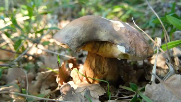 Close-up zicht op de hand van de mens tijdens het oogsten van porcini boletus paddestoel in het wild bos ecosysteem, herfst producten — Stockvideo