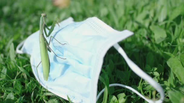 Praying mantis living on discarded medical face mask Waste pollution.Contaminated habitat,COVID19 trash — Stock Video